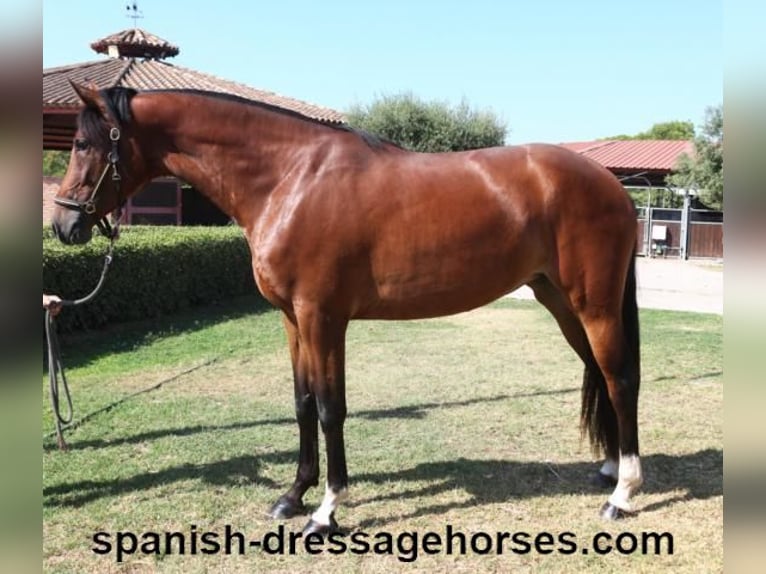 PRE Mix Mare 4 years 16 hh Brown in Barcelona