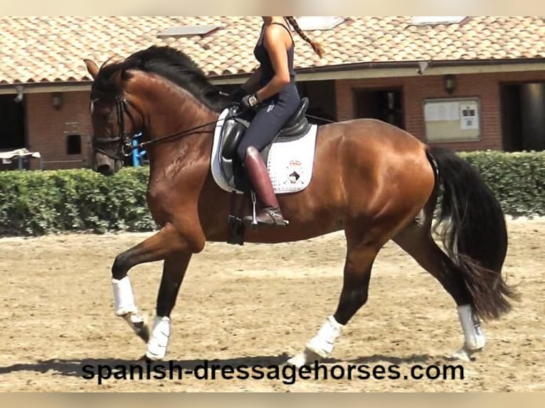 PRE Mix Mare 4 years 16 hh Brown in Barcelona