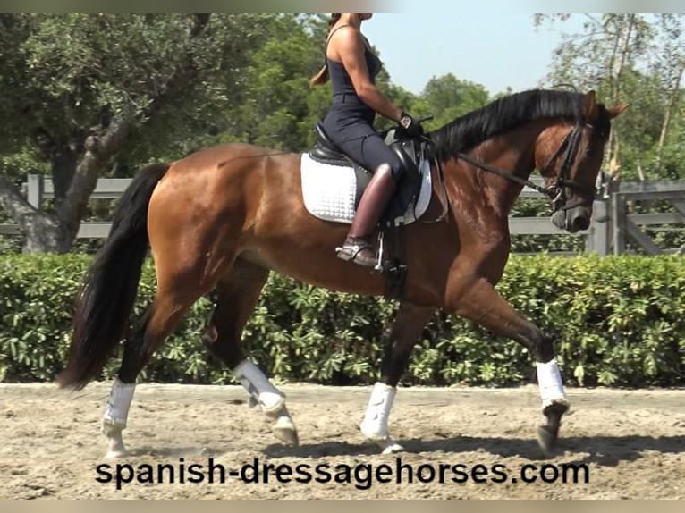 PRE Mix Mare 4 years 16 hh Brown in Barcelona