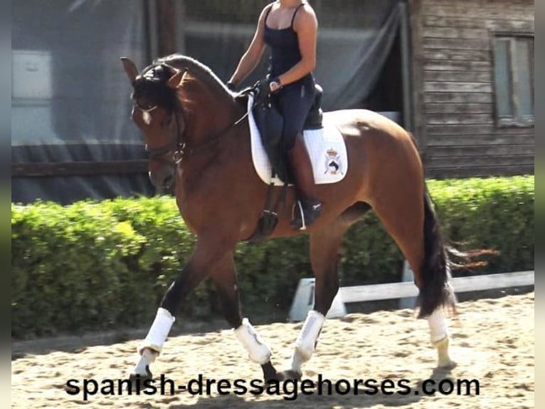 PRE Mix Mare 4 years 16 hh Brown in Barcelona