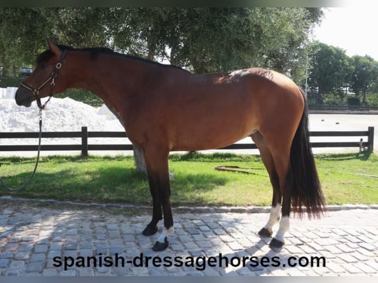 PRE Mix Mare 4 years 16 hh Brown in Barcelona