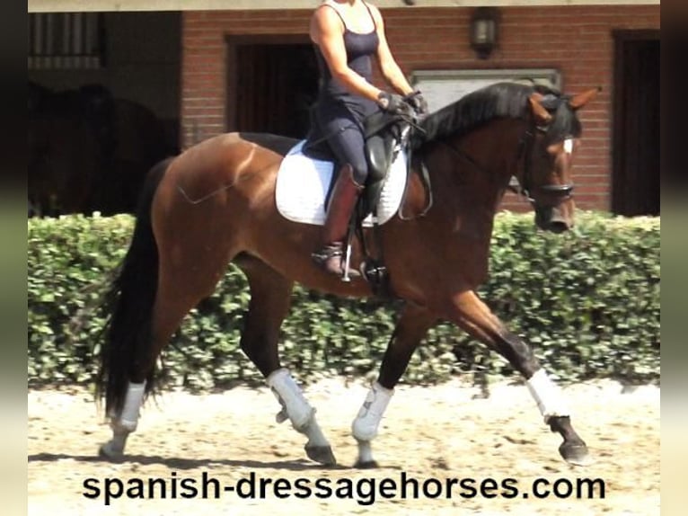 PRE Mix Mare 4 years 16 hh Brown in Barcelona