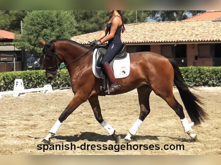 PRE Mix Mare 4 years 16 hh Brown in Barcelona