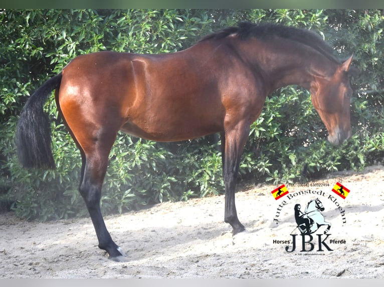 PRE Mare 4 years 16 hh Brown in Tabernas Almeria