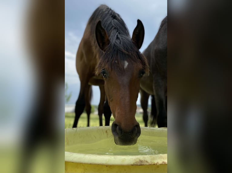 PRE Mix Mare 4 years 16 hh Brown in Weyersheim