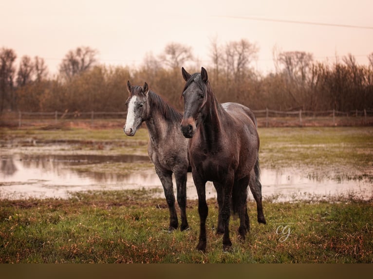 PRE Mare 4 years 16 hh Brown in Lübbenau