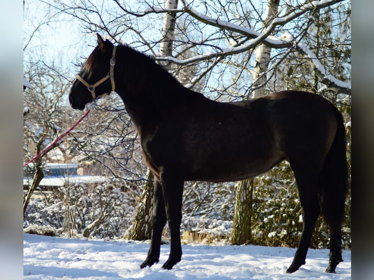 PRE Mix Mare 4 years 16 hh in Kubschütz