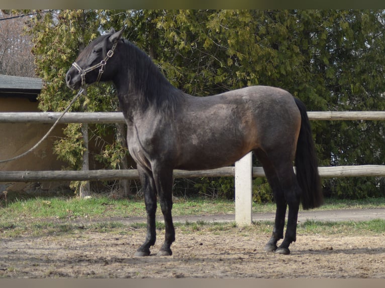 PRE Mix Mare 4 years 16 hh in Kubschütz