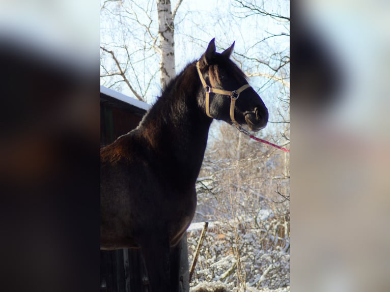 PRE Mix Mare 4 years 16 hh in Kubschütz