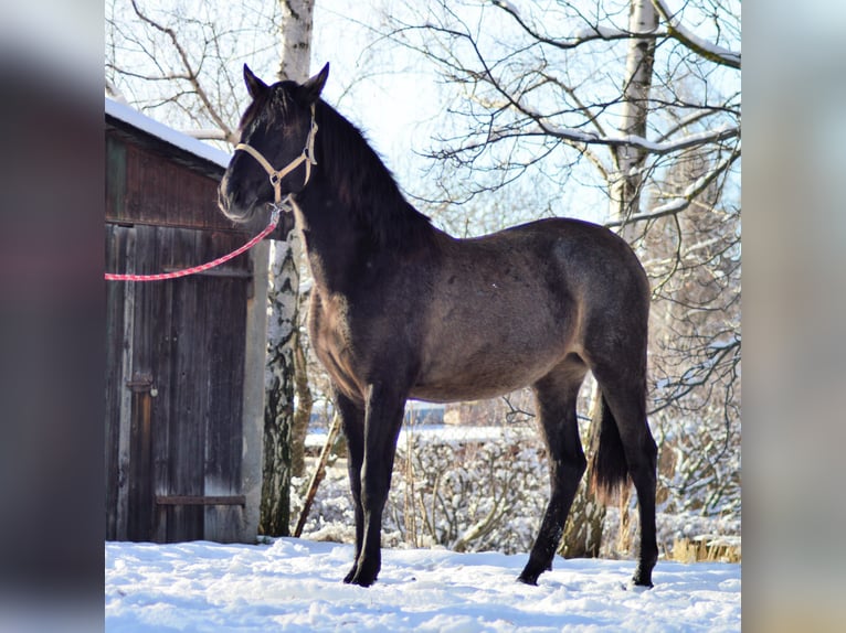 PRE Mix Mare 4 years 16 hh in Kubschütz