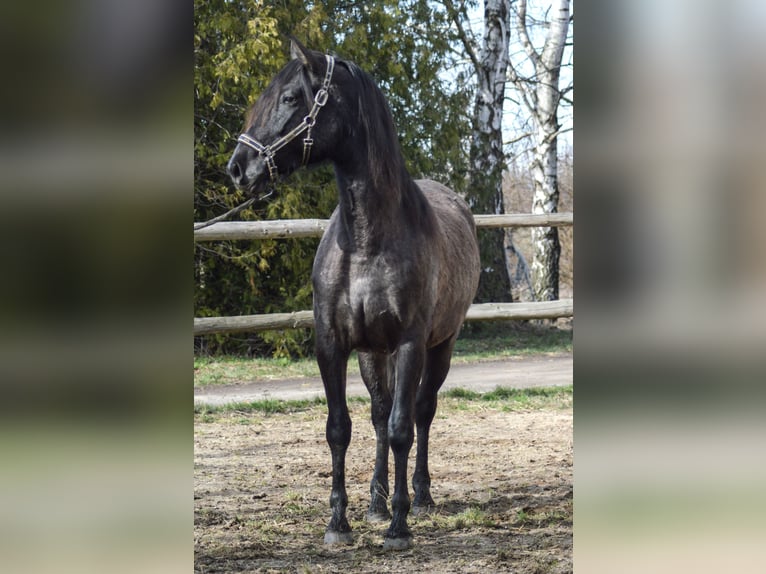 PRE Mix Mare 4 years 16 hh in Kubschütz