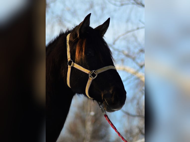 PRE Mix Mare 4 years 16 hh in Kubschütz