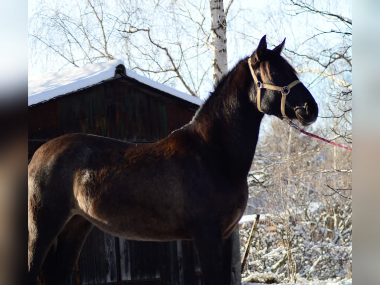 PRE Mix Mare 4 years 16 hh in Kubschütz