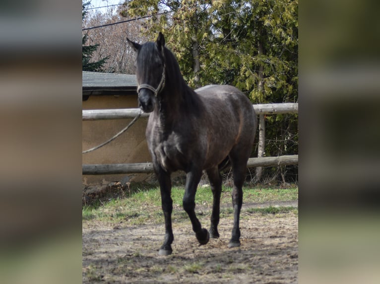 PRE Mix Mare 4 years 16 hh in Kubschütz