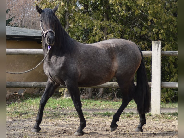 PRE Mix Mare 4 years 16 hh in Kubschütz