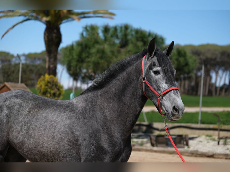 PRE Mix Mare 4 years 16 hh in Hamburg