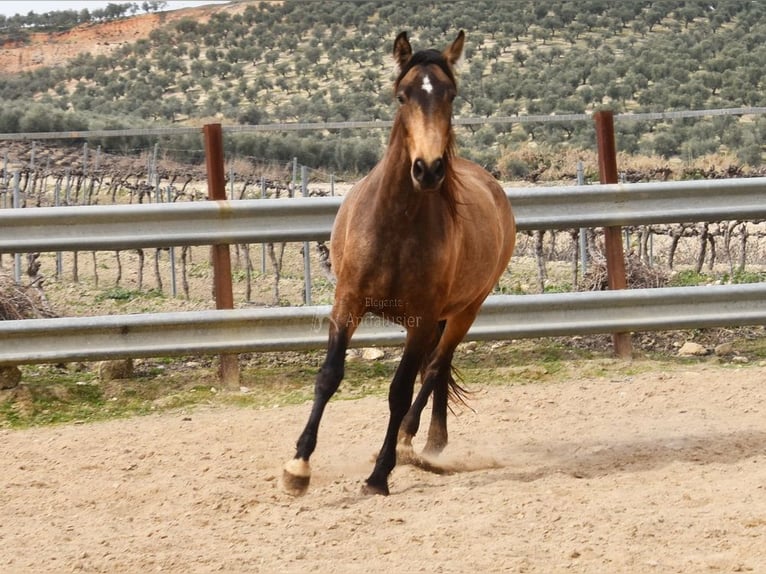 PRE Mare 4 years 16 hh Dun in Provinz Cordoba