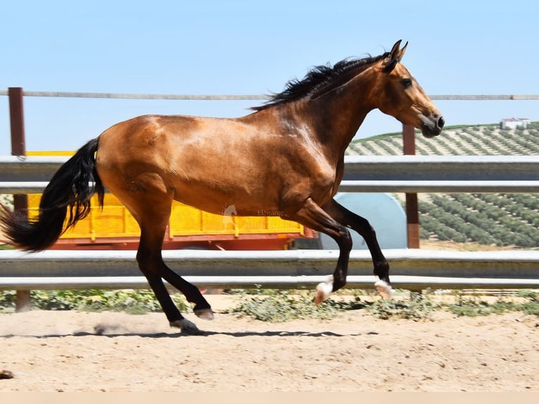 PRE Mare 4 years 16 hh Dun in Provinz Cordoba