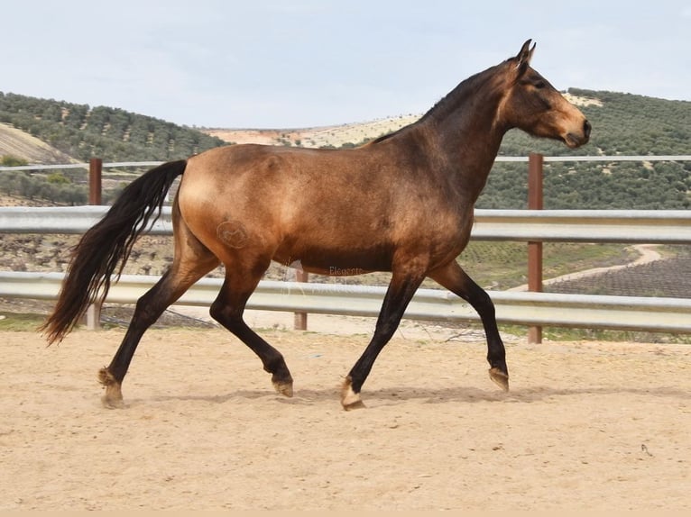 PRE Mare 4 years 16 hh Dun in Provinz Cordoba