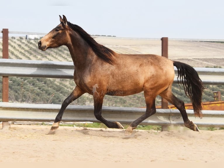 PRE Mare 4 years 16 hh Dun in Provinz Cordoba