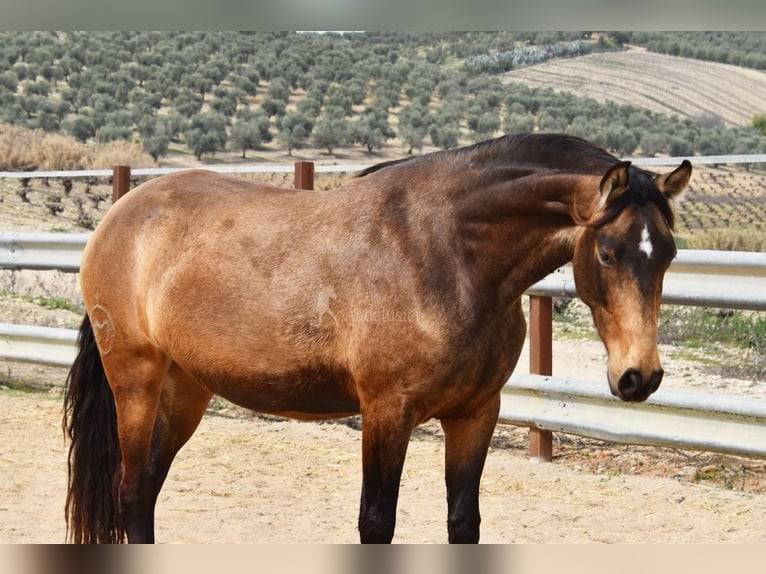 PRE Mare 4 years 16 hh Dun in Provinz Cordoba