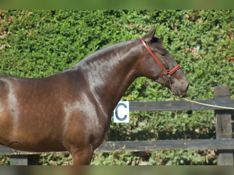 PRE Mix Mare 4 years 16 hh in Almonte