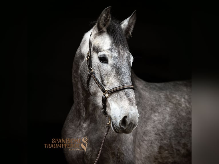 PRE Mix Mare 4 years 16 hh Gray in Traventhal