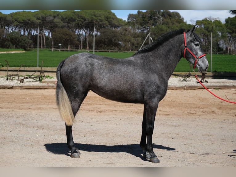 PRE Mix Mare 4 years 16 hh Grey-Dapple in Hamburg