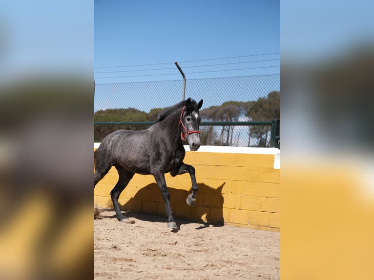 PRE Mix Mare 4 years 16 hh Grey-Dapple in Hamburg