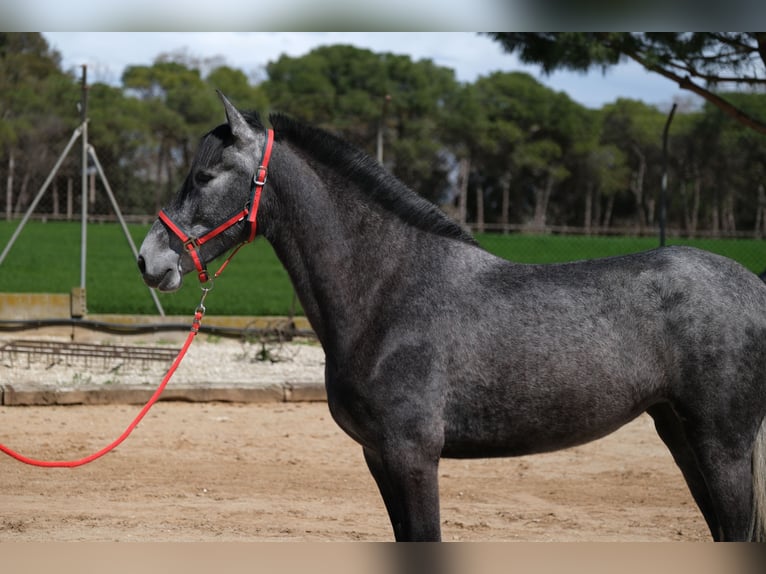 PRE Mix Mare 4 years 16 hh Grey-Dapple in Hamburg