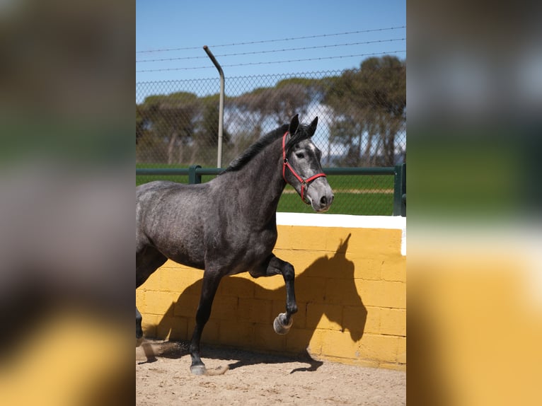 PRE Mix Mare 4 years 16 hh Grey-Dapple in Hamburg