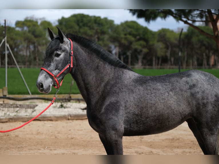 PRE Mix Mare 4 years 16 hh Grey-Dapple in Hamburg