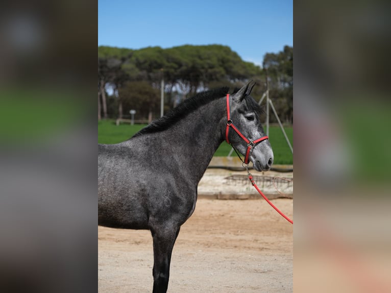 PRE Mix Mare 4 years 16 hh Grey-Dapple in Hamburg