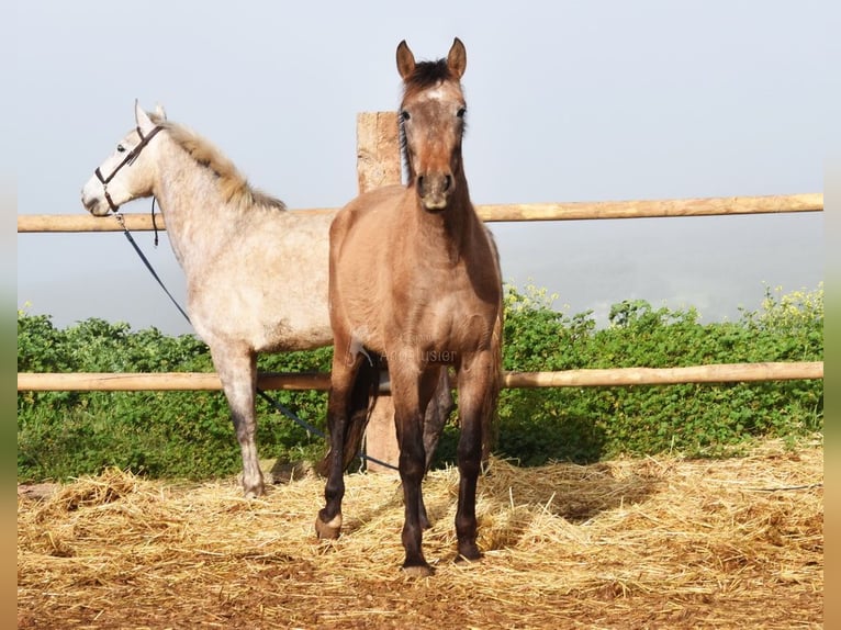 PRE Mare 4 years 16 hh Grey in Provinz Malaga