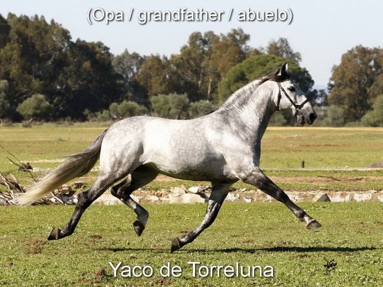 PRE Mare 4 years 16 hh Grey in Provinz Malaga