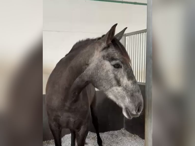 PRE Mix Mare 4 years 16 hh Grey in Coín