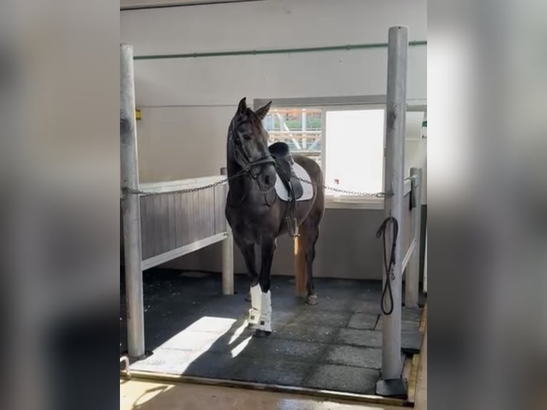 PRE Mix Mare 4 years 16 hh Grey in Coín