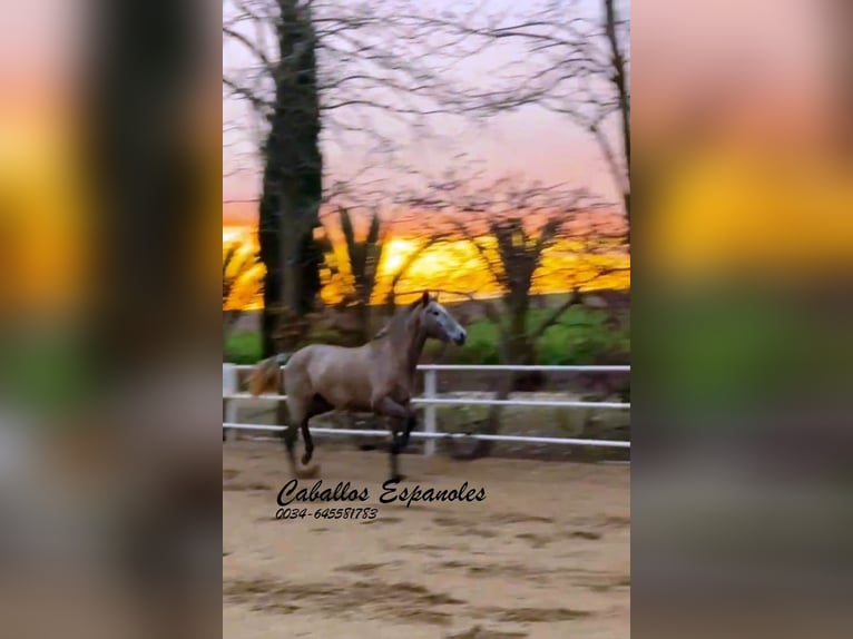 PRE Mare 4 years 16 hh Grey in Schimmel