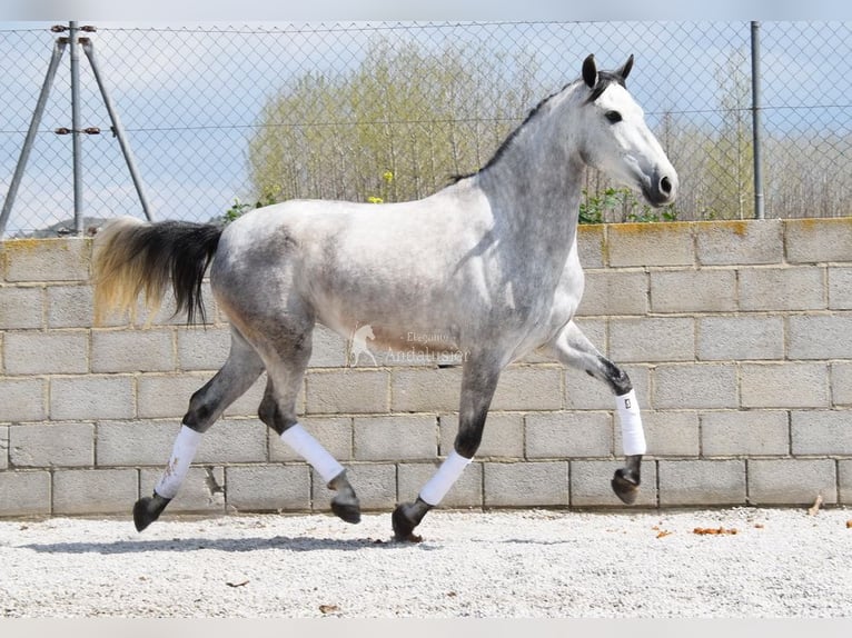 PRE Mare 4 years 16 hh Grey in Provinz Granada