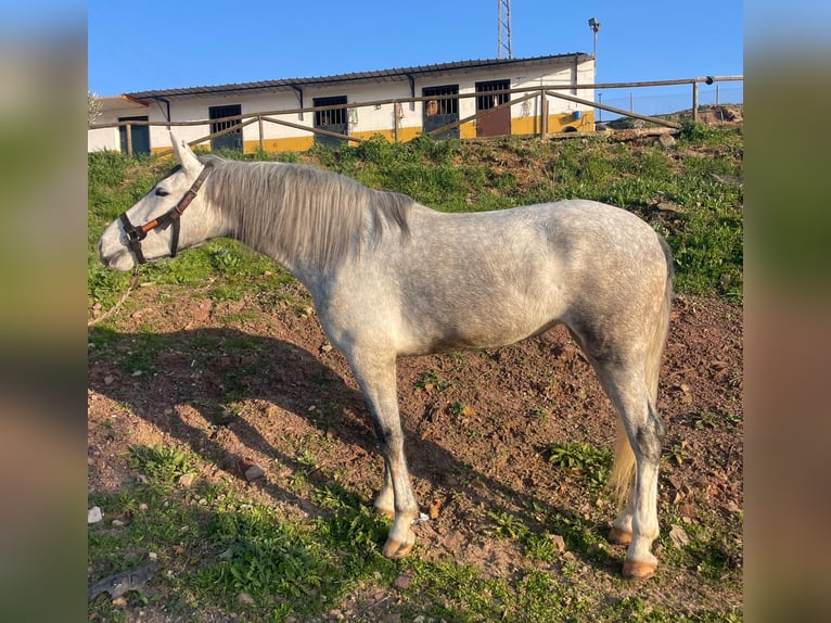 PRE Mare 4 years 16 hh Grey in Aachen