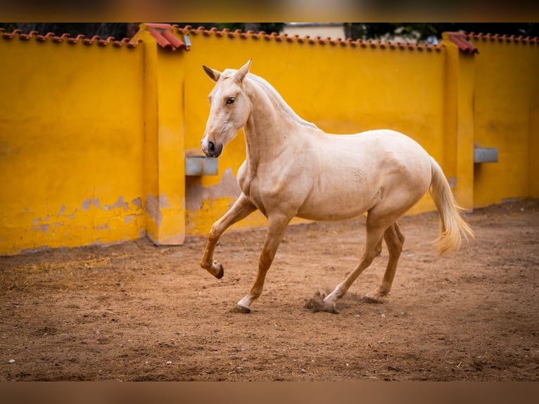 PRE Mix Mare 4 years 16 hh Palomino in Valencia