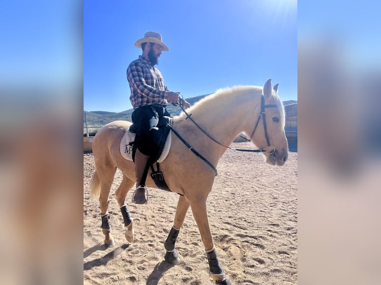 PRE Mare 4 years 16 hh Palomino in Sorbas