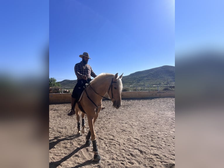 PRE Mare 4 years 16 hh Palomino in Sorbas
