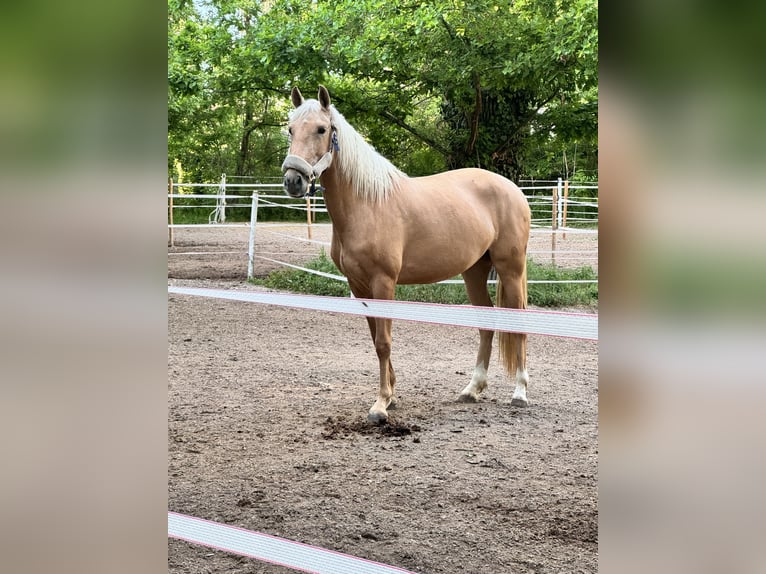 PRE Mix Mare 4 years 16 hh Palomino in Perchtoldsdorf
