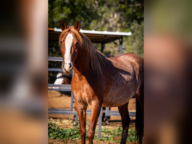 PRE Mix Mare 4 years 16 hh Rabicano in Valencia