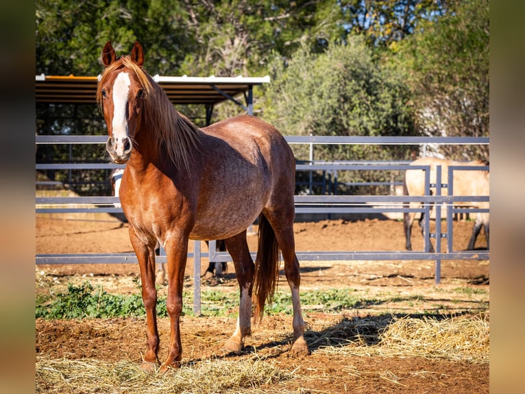 PRE Mix Mare 4 years 16 hh Rabicano in Valencia