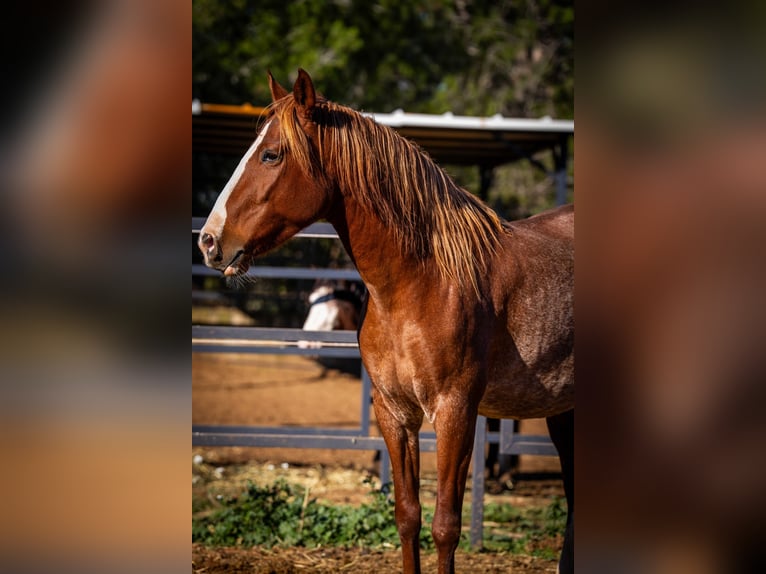 PRE Mix Mare 4 years 16 hh Rabicano in Valencia