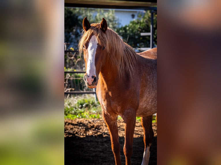 PRE Mix Mare 4 years 16 hh Rabicano in Valencia