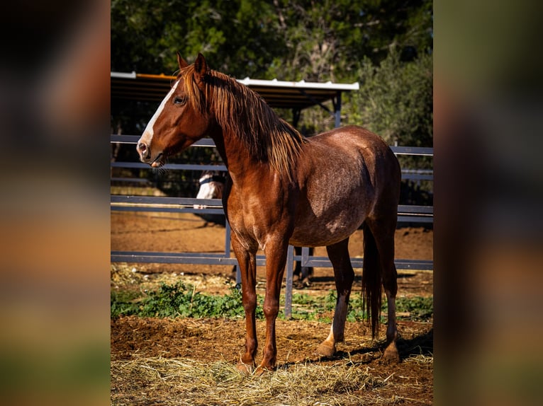 PRE Mix Mare 4 years 16 hh Rabicano in Valencia