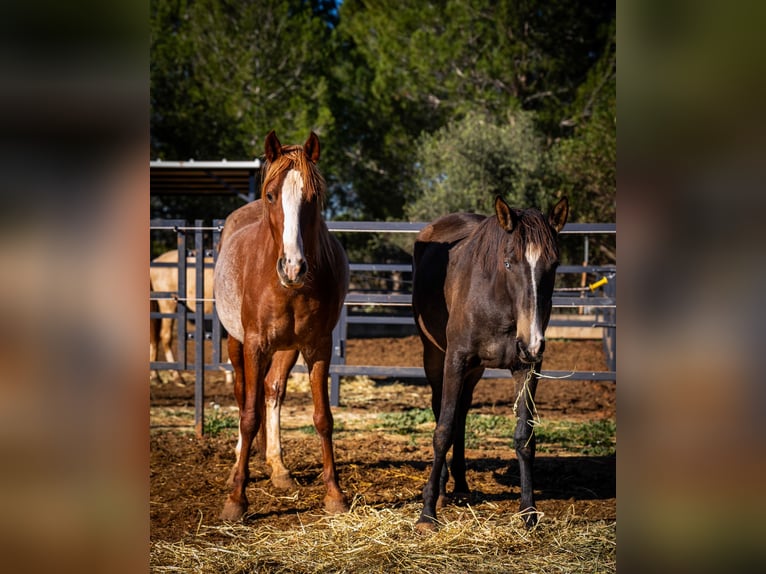 PRE Mix Mare 4 years 16 hh Rabicano in Valencia